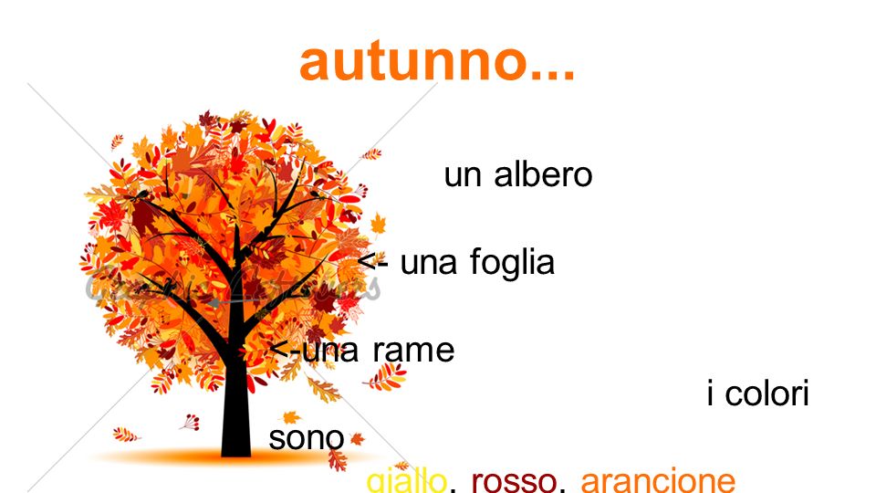 autunno... un albero <- una foglia <-una rame i colori sono