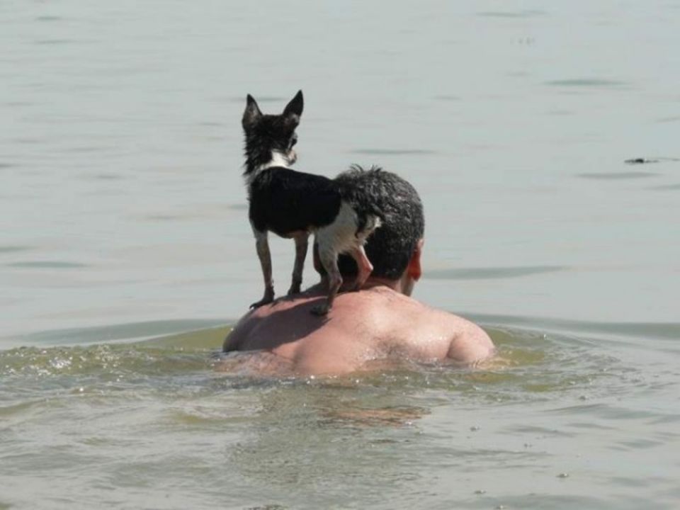 С песней веселее было плыть по скучной. Собака на море. Собака плавает. Собака купается на пляже. Собака плывет смешно.