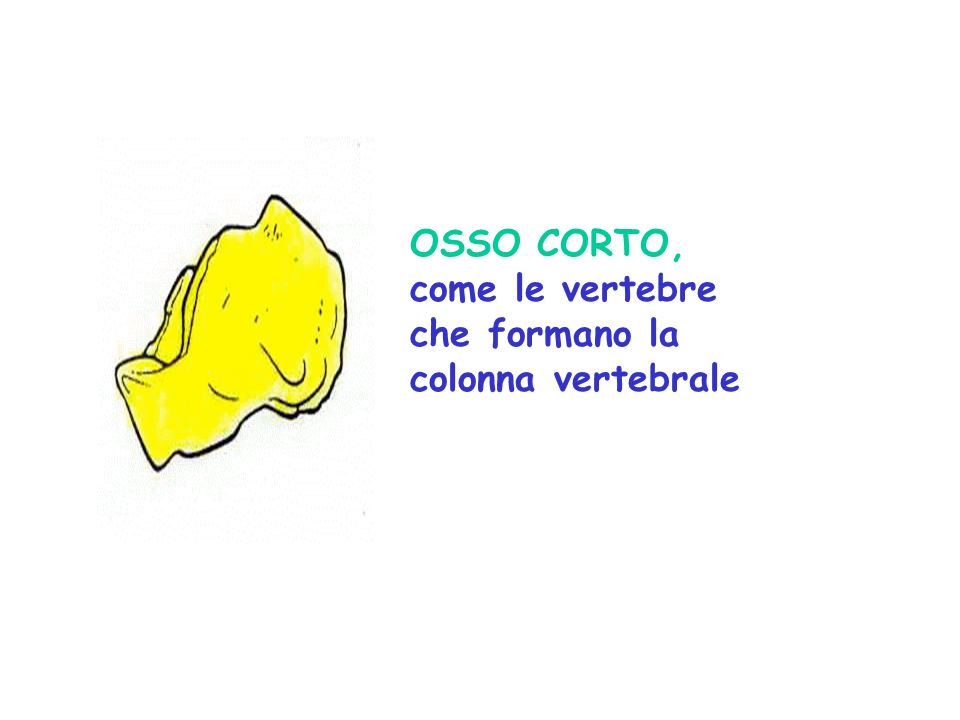 OSSO CORTO, come le vertebre che formano la colonna vertebrale