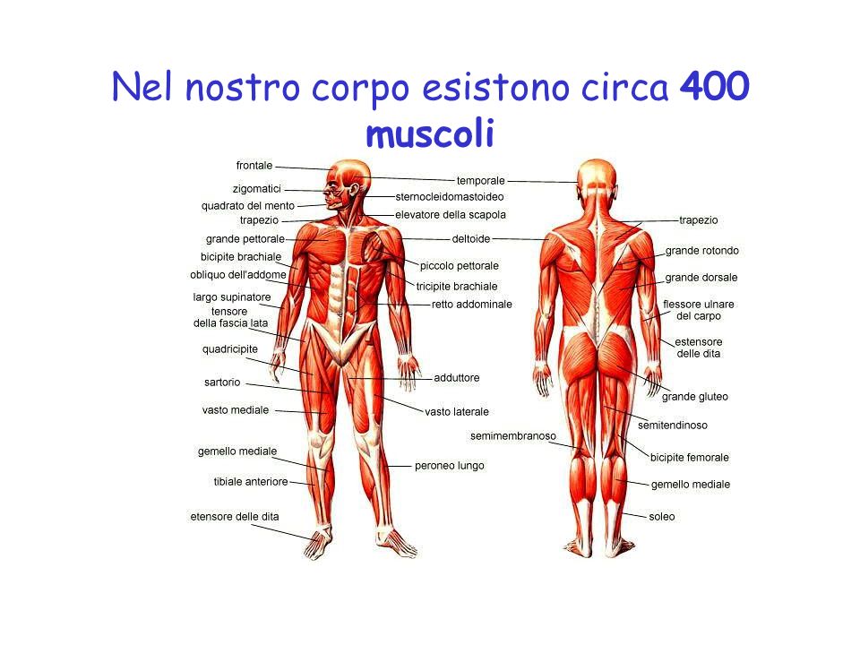 Nel nostro corpo esistono circa 400 muscoli