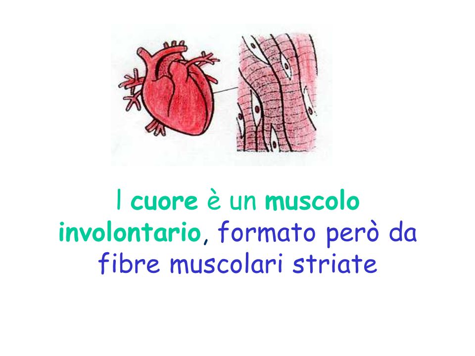l cuore è un muscolo involontario, formato però da fibre muscolari striate