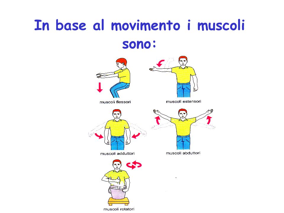 In base al movimento i muscoli sono: