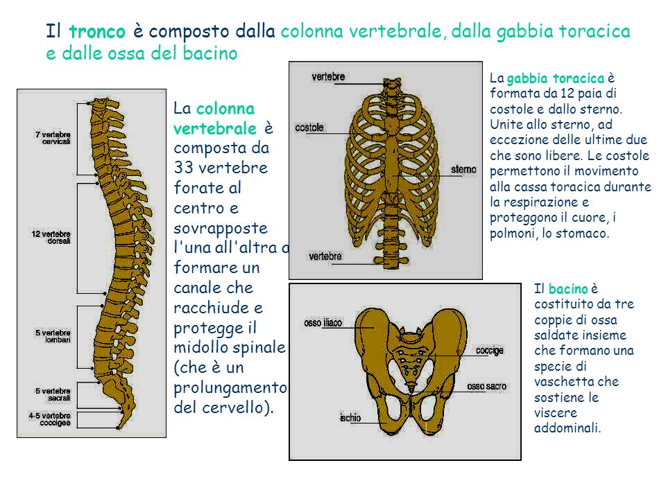 Il tronco è composto dalla colonna vertebrale, dalla gabbia toracica e dalle ossa del bacino