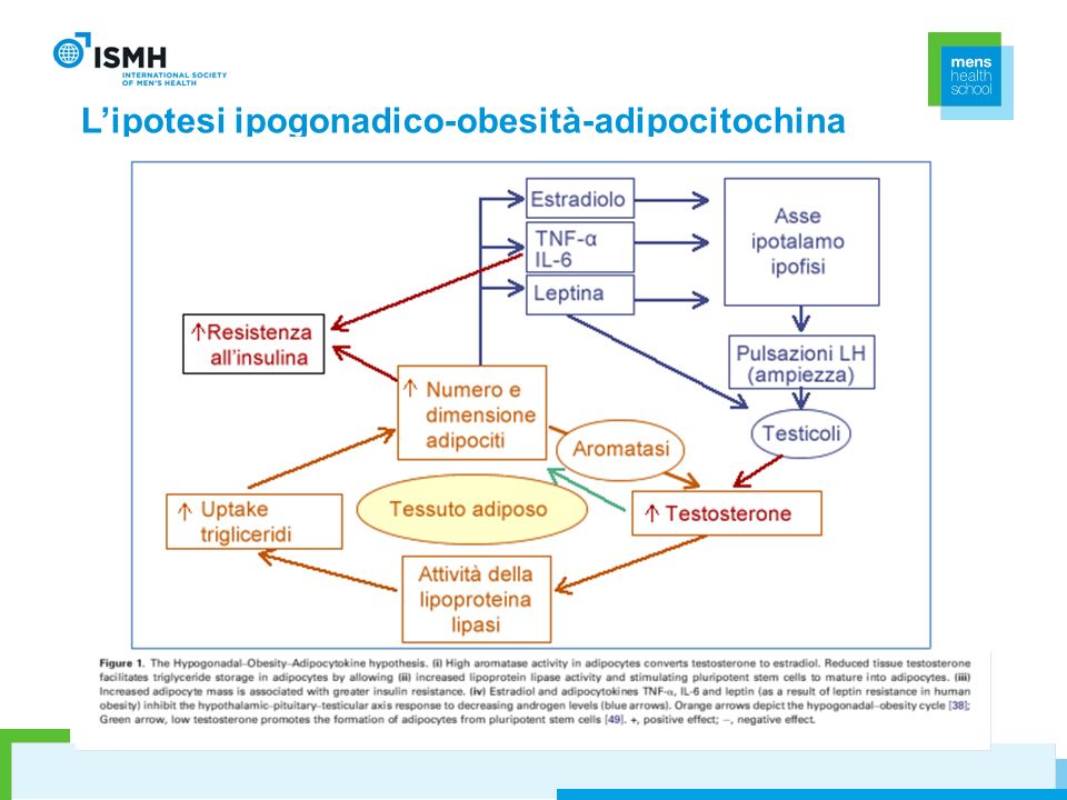 L’ipotesi ipogonadico-obesità-adipocitochina