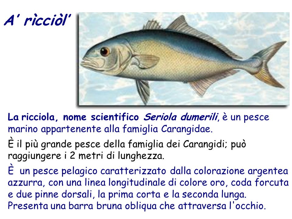 A’ rìcciòl’ La ricciola, nome scientifico Seriola dumerili, è un pesce marino appartenente alla famiglia Carangidae.