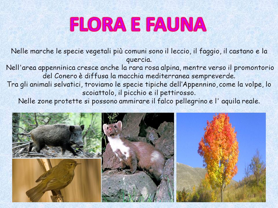 FLORA E FAUNA Nelle marche le specie vegetali più comuni sono il leccio, il faggio, il castano e la quercia.