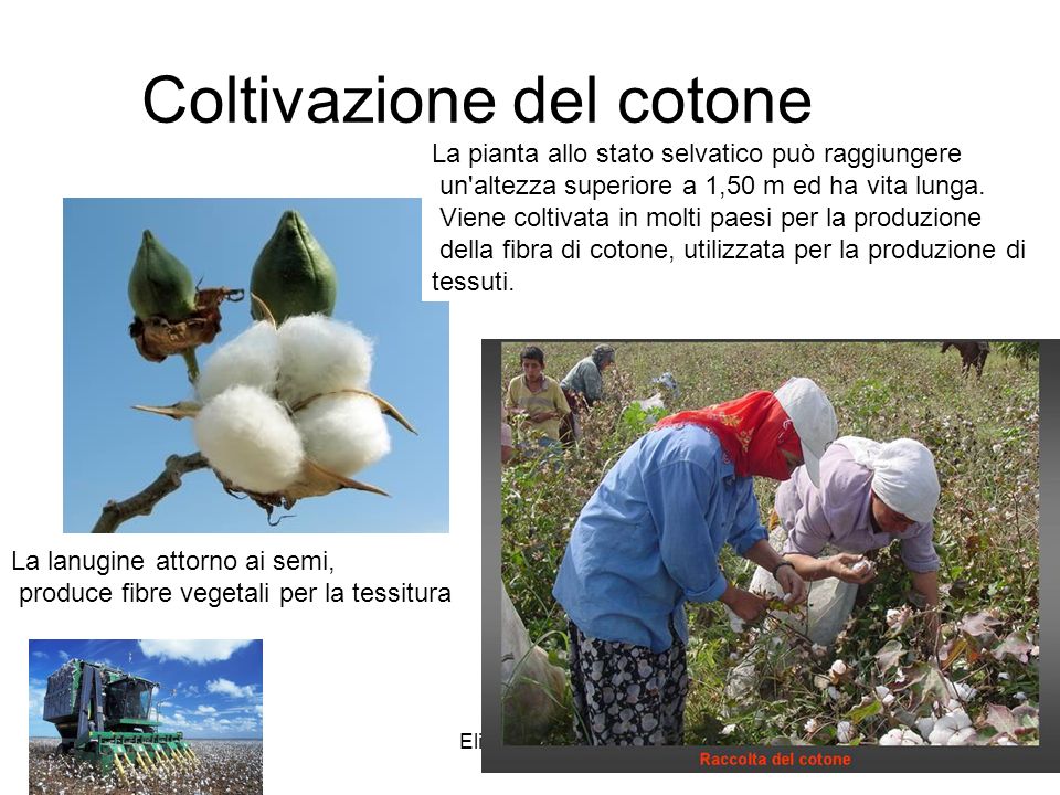 Coltivazione del cotone