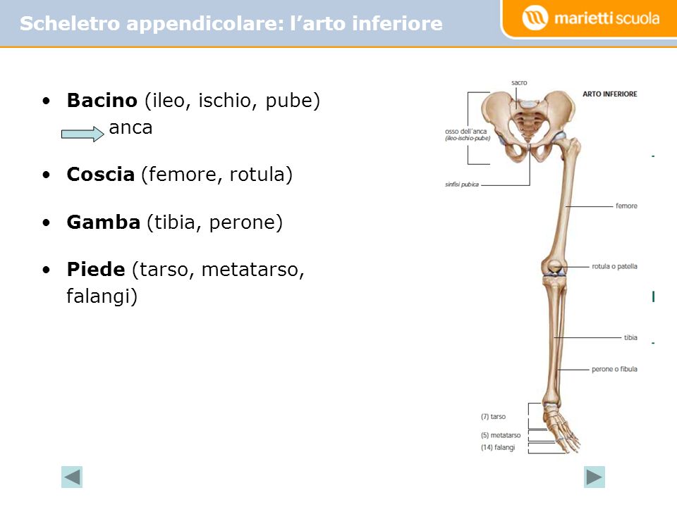 Scheletro appendicolare: l’arto inferiore