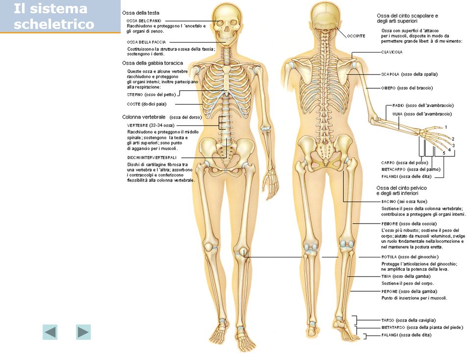Il sistema scheletrico