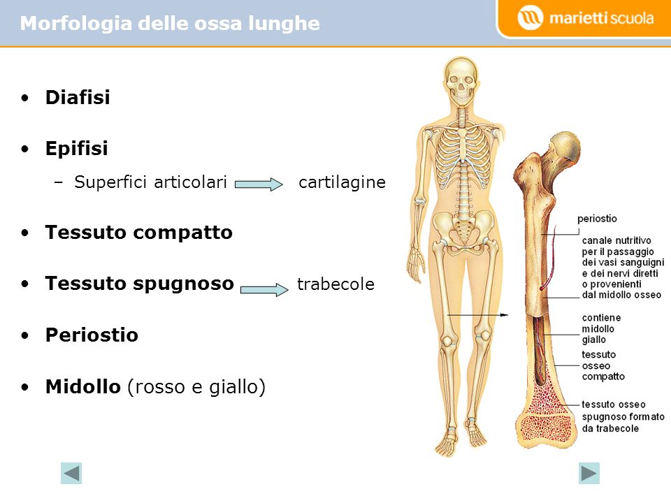 Morfologia delle ossa lunghe