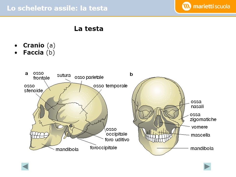 Lo scheletro assile: la testa