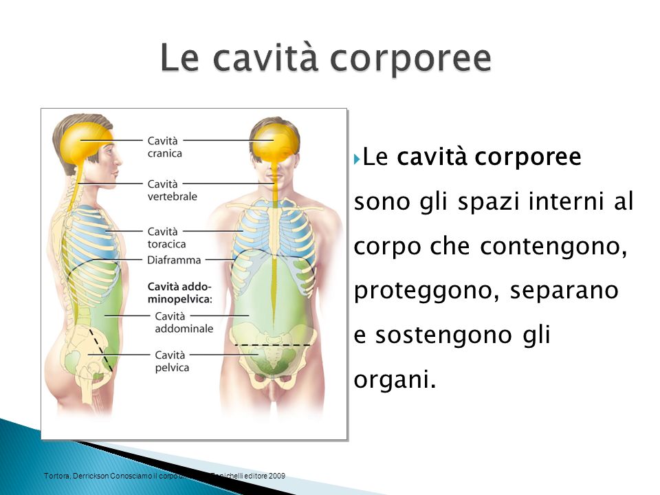 Le cavità corporee Le cavità corporee sono gli spazi interni al corpo che contengono, proteggono, separano e sostengono gli organi.