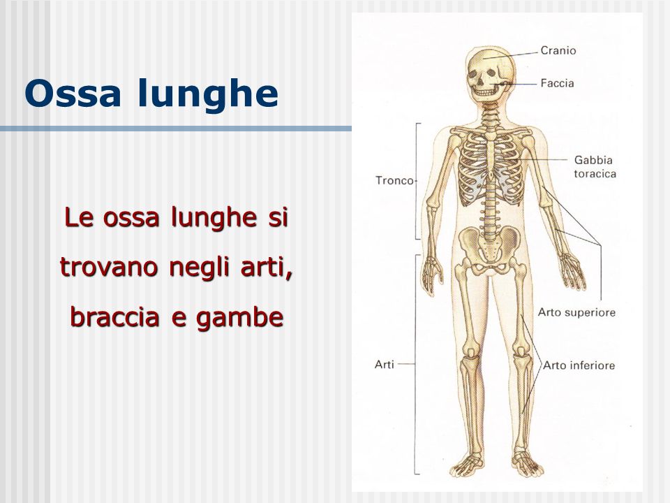 Le ossa lunghe si trovano negli arti, braccia e gambe