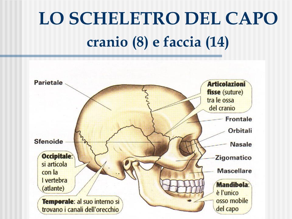 LO SCHELETRO DEL CAPO cranio (8) e faccia (14)