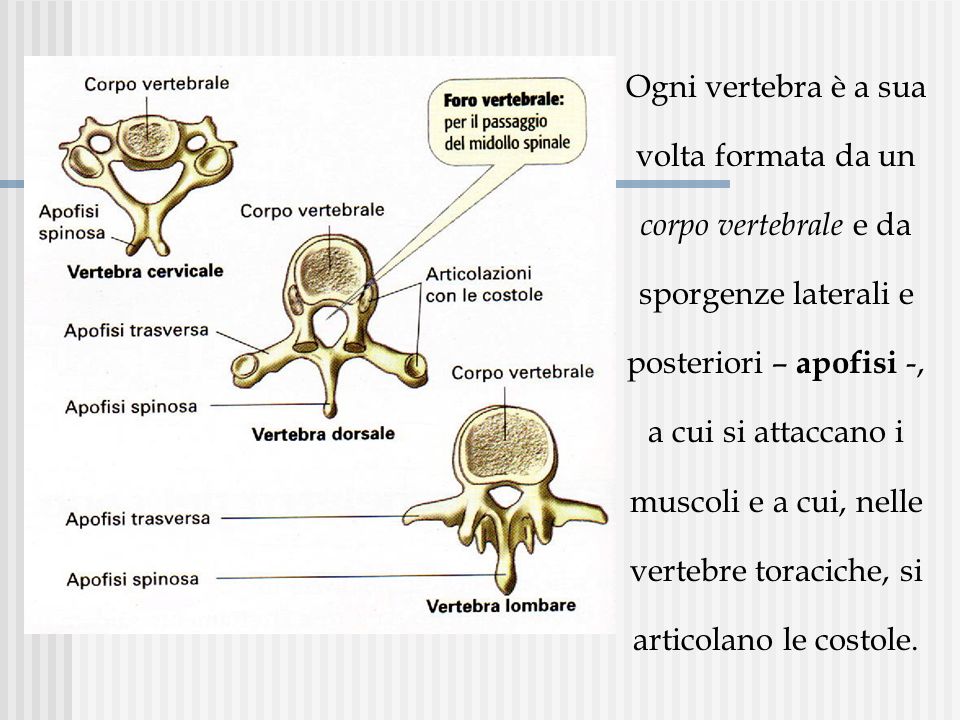 Ogni vertebra è a sua volta formata da un corpo vertebrale e da sporgenze laterali e posteriori – apofisi -, a cui si attaccano i muscoli e a cui, nelle vertebre toraciche, si articolano le costole.