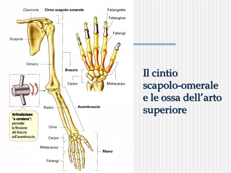 Il cintio scapolo-omerale e le ossa dell’arto superiore