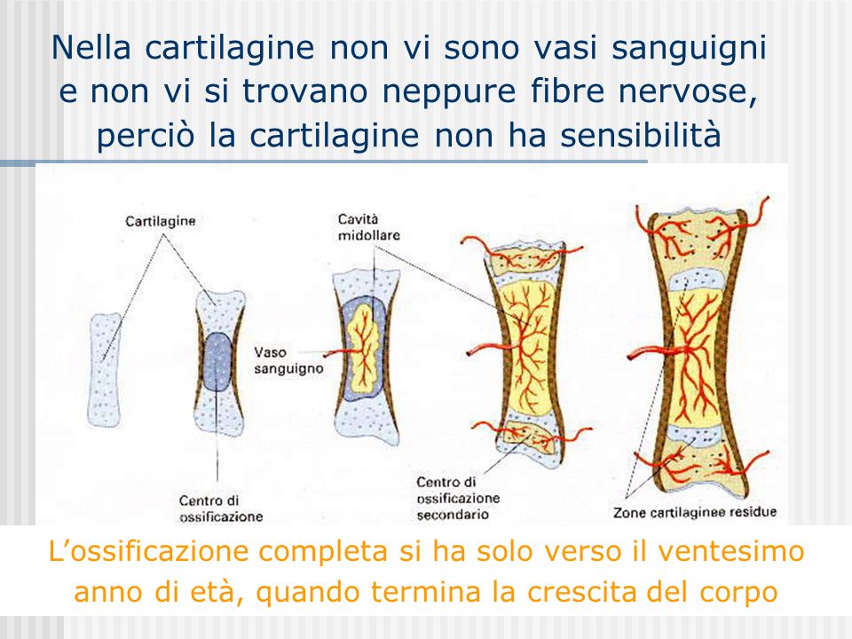Nella cartilagine non vi sono vasi sanguigni e non vi si trovano neppure fibre nervose, perciò la cartilagine non ha sensibilità