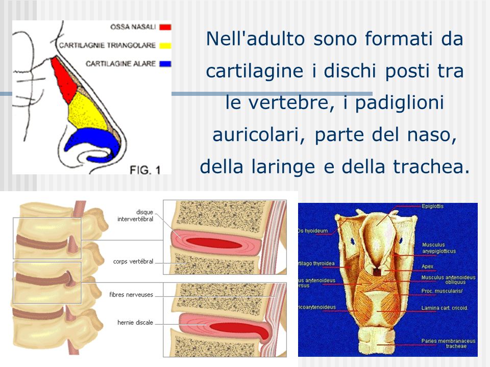 Nell adulto sono formati da cartilagine i dischi posti tra le vertebre, i padiglioni auricolari, parte del naso, della laringe e della trachea.