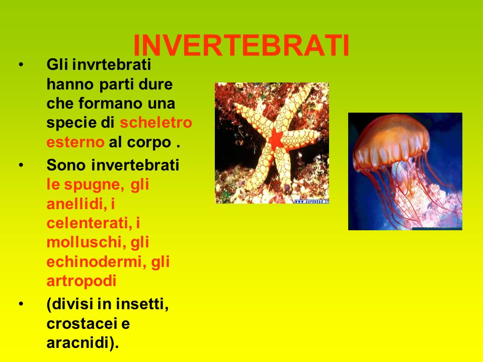 INVERTEBRATI Gli invrtebrati hanno parti dure che formano una specie di scheletro esterno al corpo .
