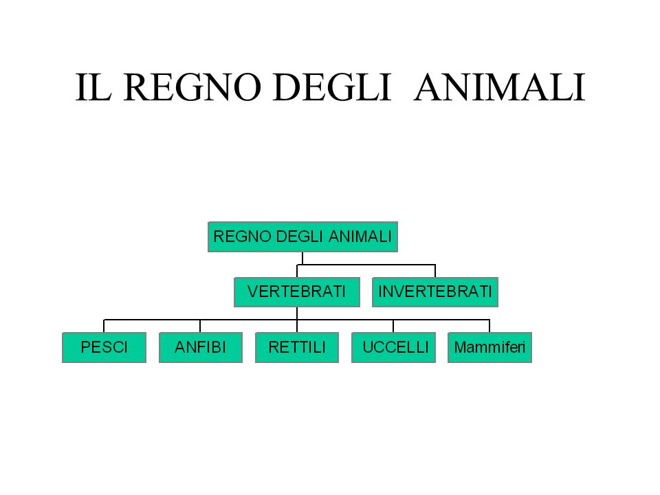 Il Regno Degli Animali Ppt Scaricare