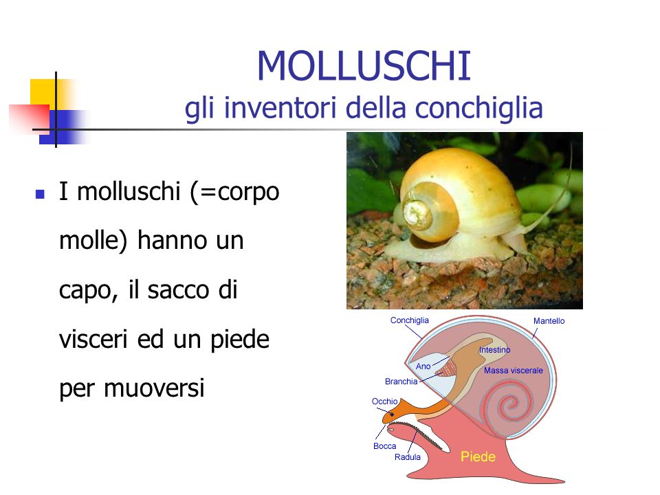 La Classificazione Del Regno Animale Ppt Scaricare