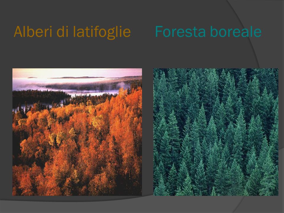 Alberi di latifoglie Foresta boreale
