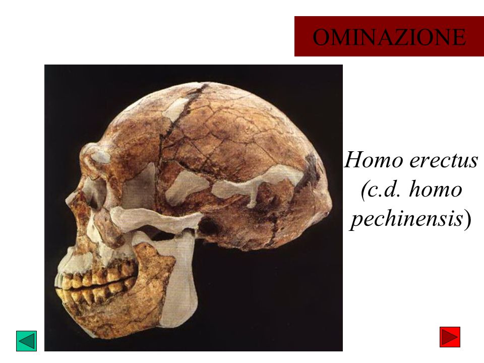 Homo erectus (c.d. homo pechinensis)