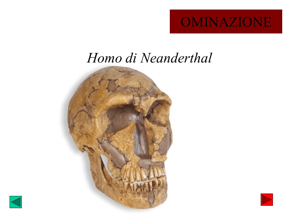 OMINAZIONE Homo di Neanderthal