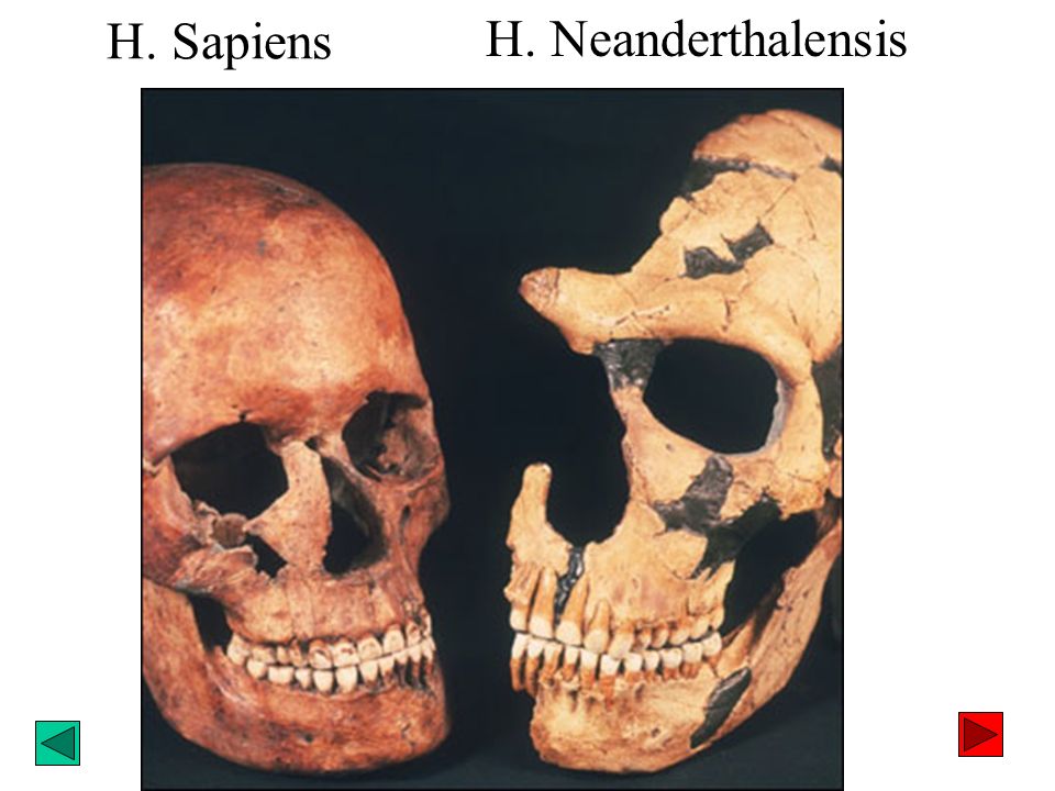 H. Sapiens H. Neanderthalensis