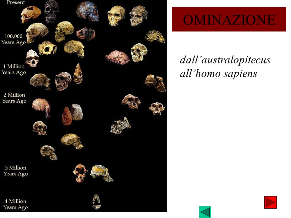 OMINAZIONE dall’australopitecus all’homo sapiens