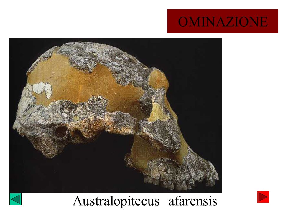 Australopitecus afarensis