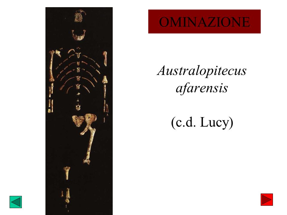 Australopitecus afarensis (c.d. Lucy)
