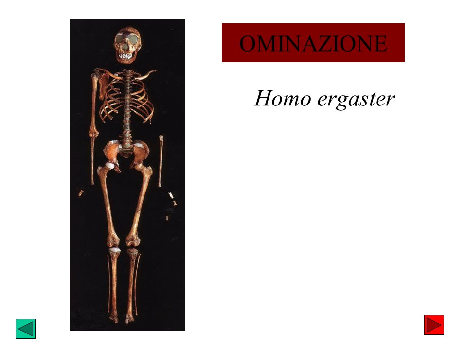 OMINAZIONE Homo ergaster