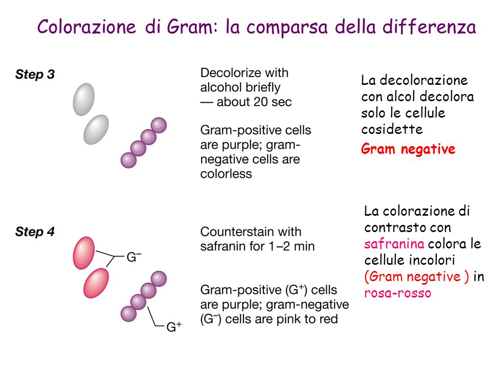Colorazione di Gram: la comparsa della differenza