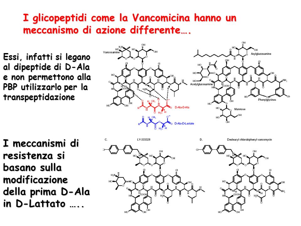 I glicopeptidi come la Vancomicina hanno un meccanismo di azione differente….