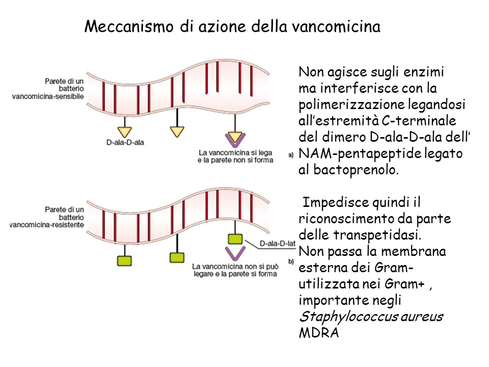 Meccanismo di azione della vancomicina