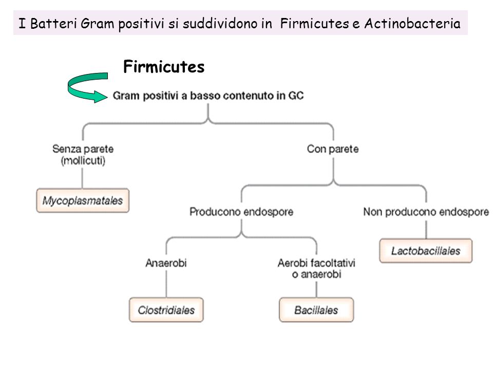 I Batteri Gram positivi si suddividono in Firmicutes e Actinobacteria