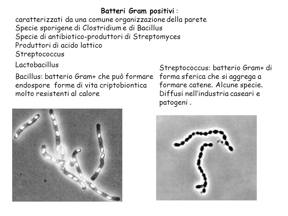 Batteri Gram positivi :