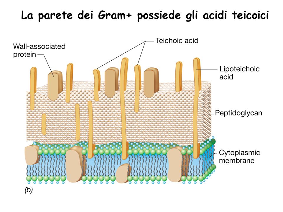La parete dei Gram+ possiede gli acidi teicoici