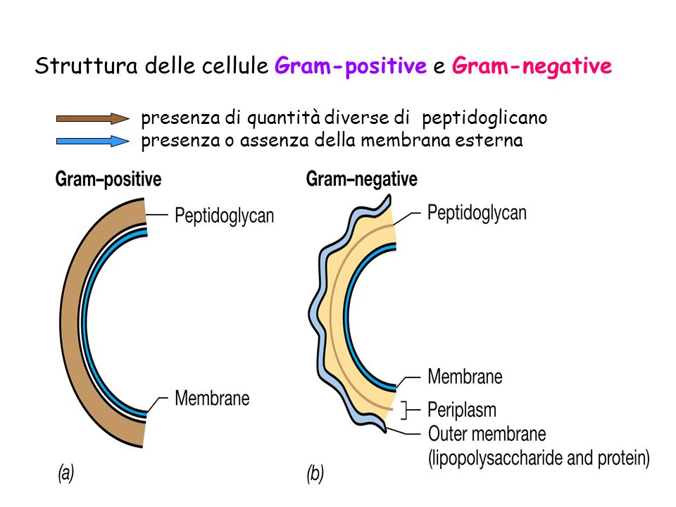 Struttura delle cellule Gram-positive e Gram-negative