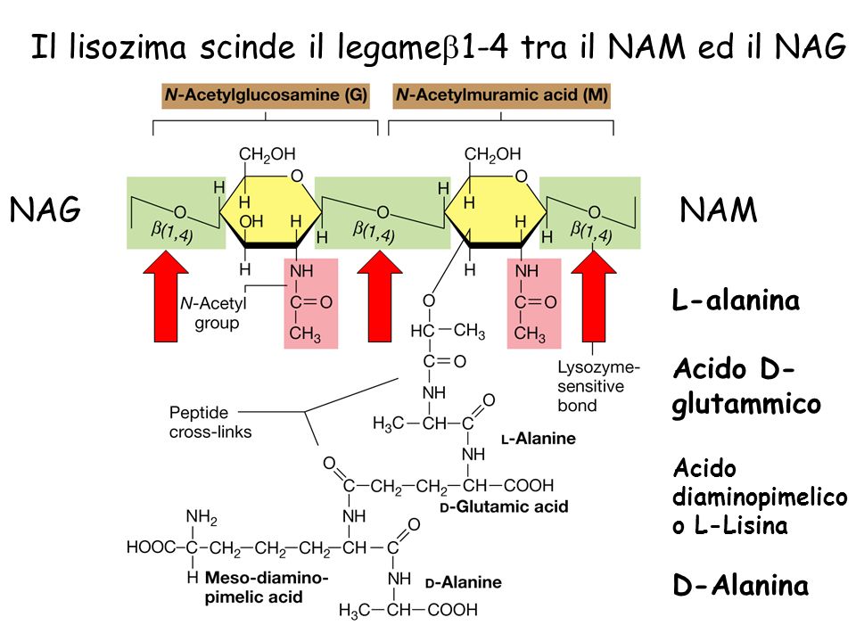 Il lisozima scinde il legameb1-4 tra il NAM ed il NAG
